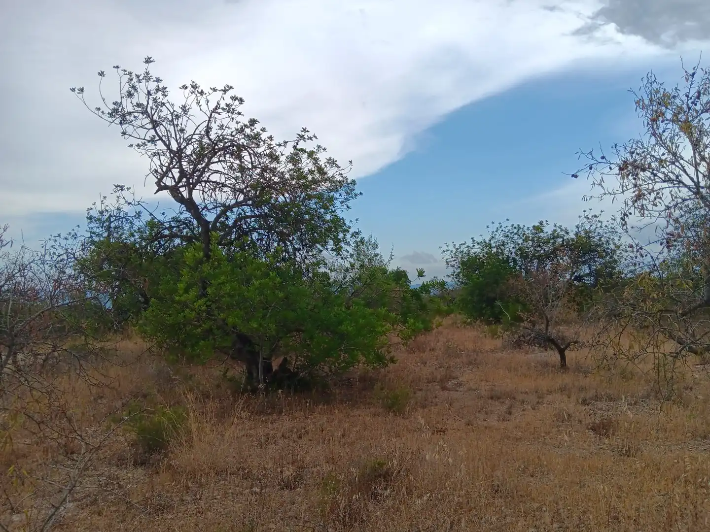 Lands and plots for sale in Roquetes, imagen 8