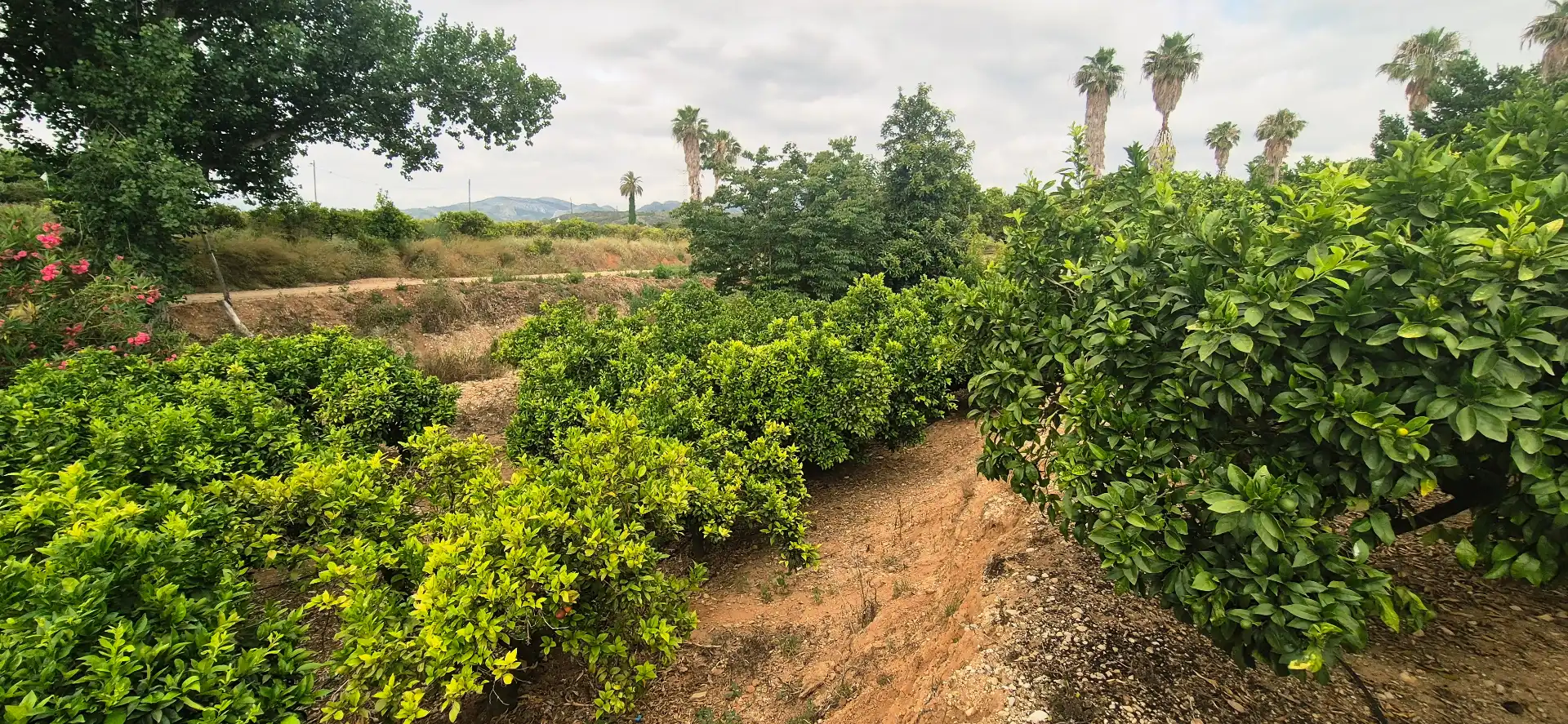 Finca rústica en venda en Gandia amb Jardí privat, Terrassa i Moblat