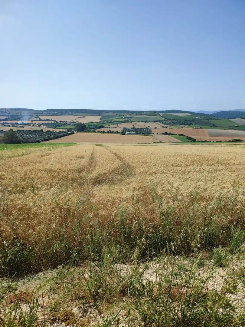 Terreno residencial en venta en Arcos de la Frontera, imagen 3