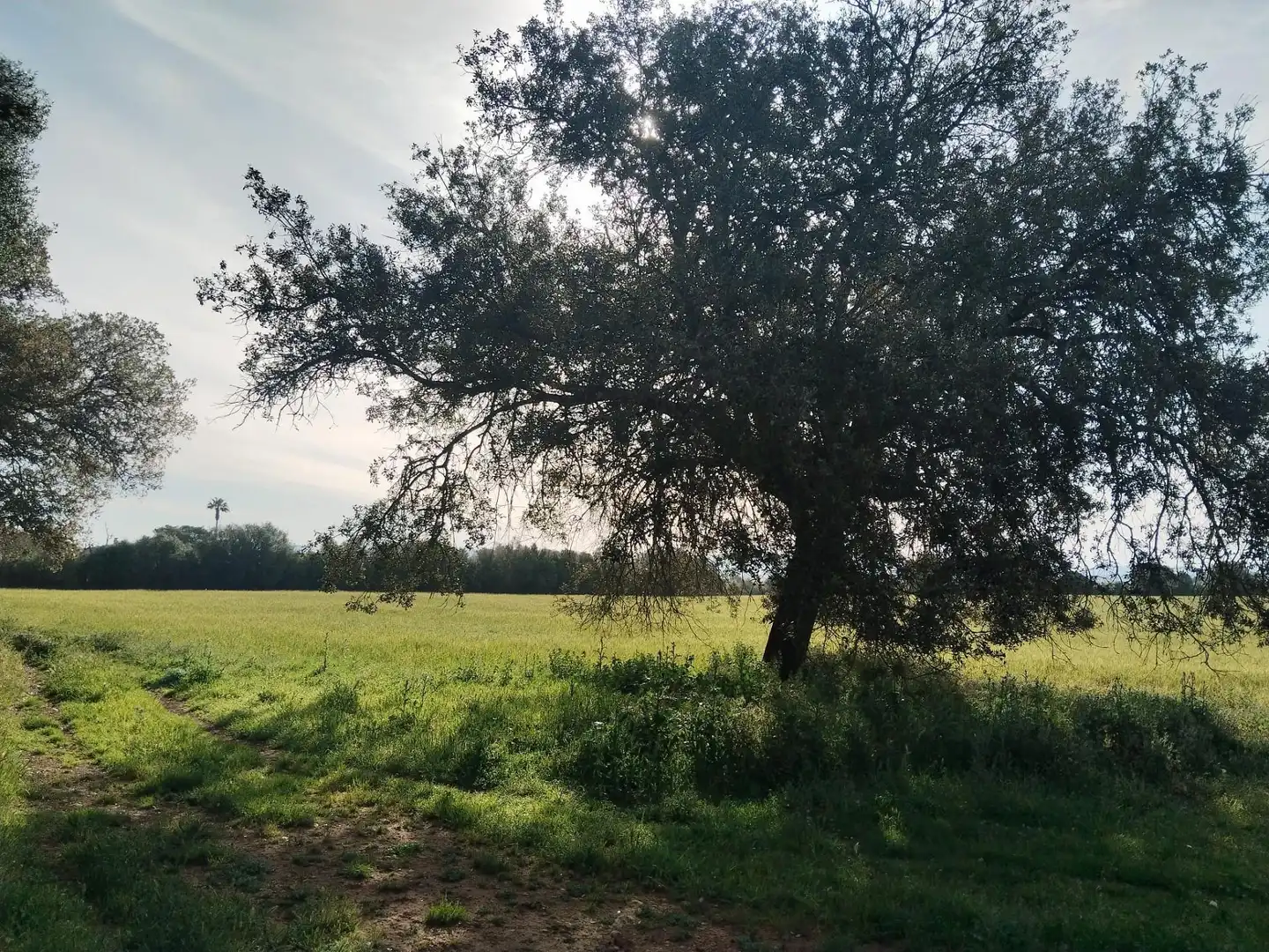 Rural land for sale in Felanitx Poble, imagen 13