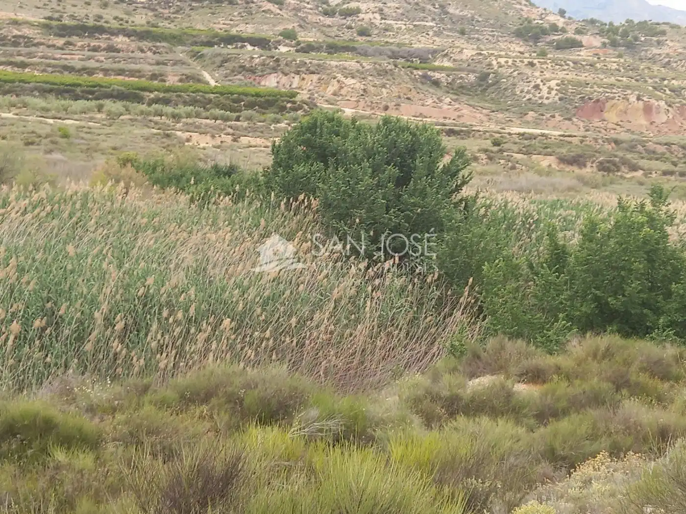 Rural land for sale in Novelda, imagen 15