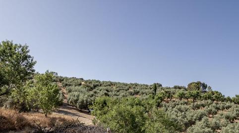 Photo 5 of Land for sale in Polígono Poligono 51 Parcela 44, 51, Montefrío, Granada