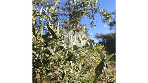 FINCA DE OLIVAR A 5 MINUTOS DE BAENA CORDOBA 22,3 HECT   36,5 FANEGAS APROX