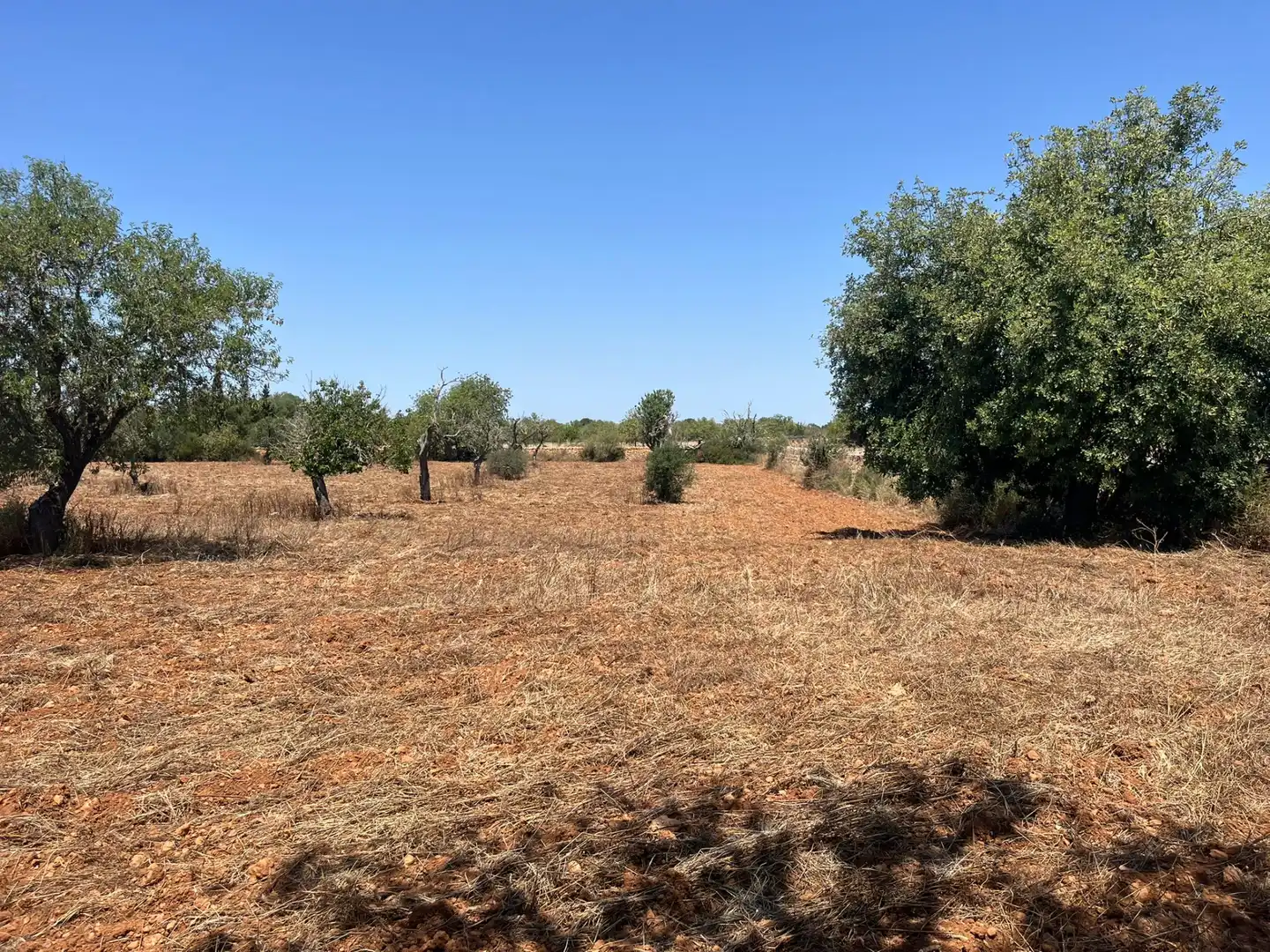 Rustikales Grundstück zum Verkauf in Llucmajor pueblo, imagen 5