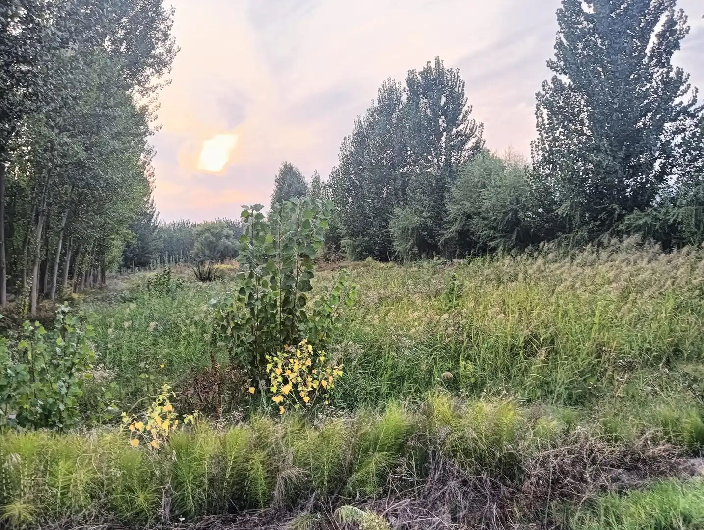 Rural land for sale in Paseo del Prado, imagen 4