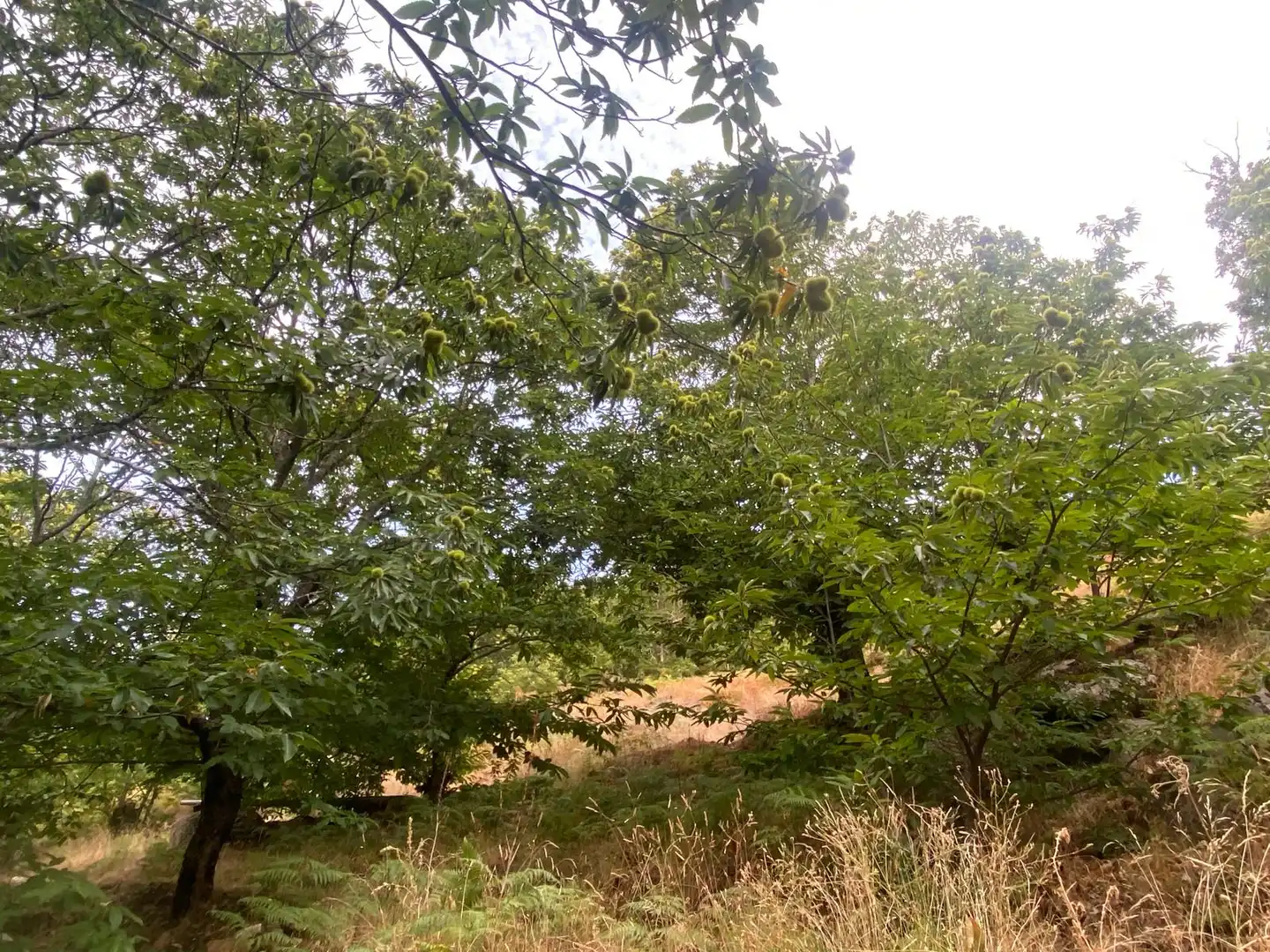 Terrain rustique à vendre à N/A, imagen 5