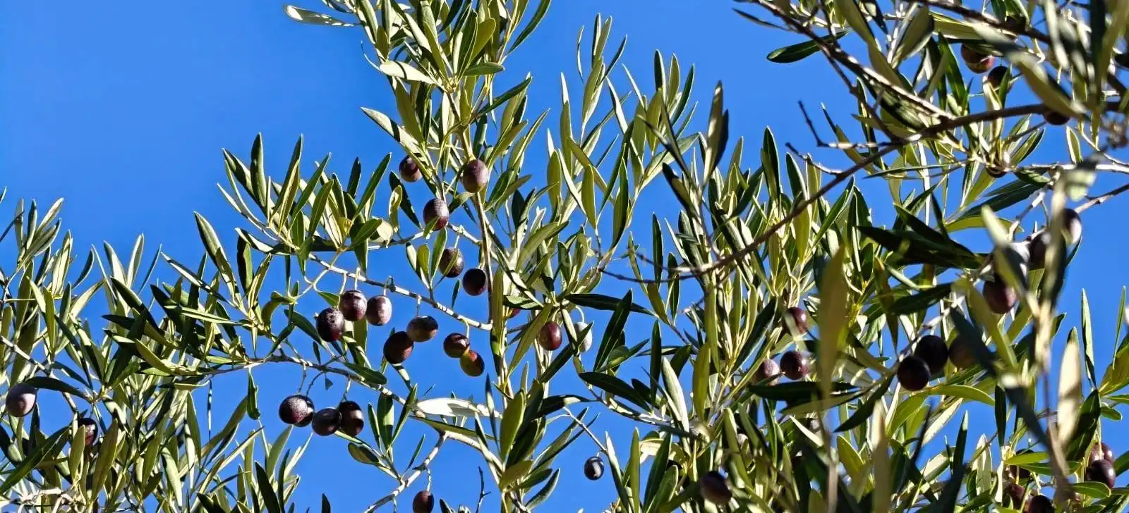 Jardí de Casa o xalet en venda en Cáceres amb Jardí privat i Piscina