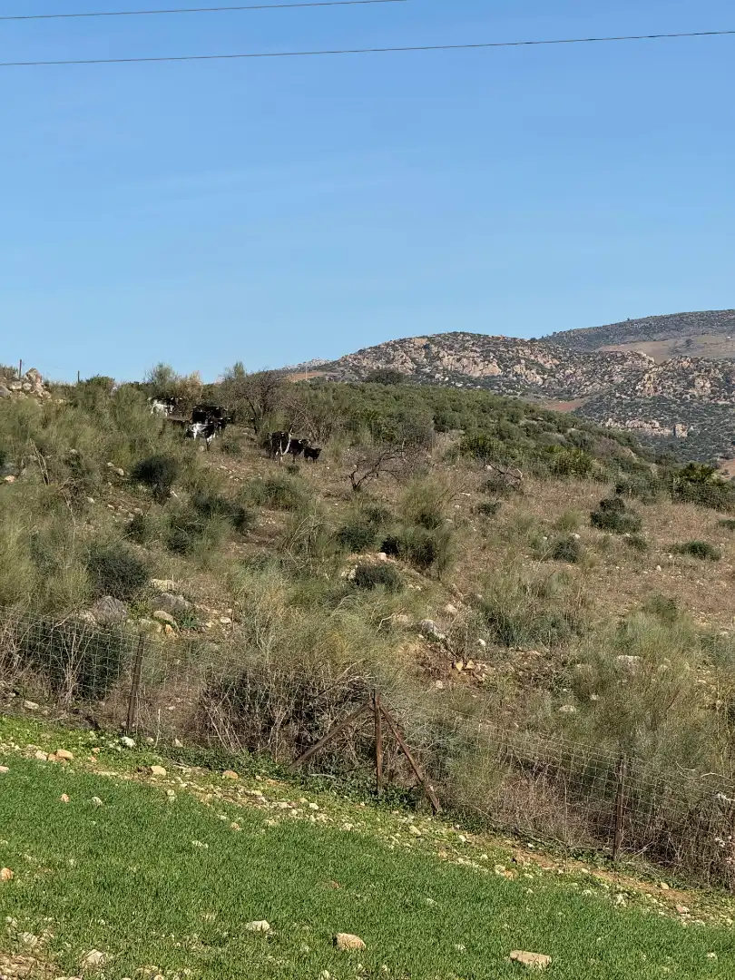 Houses for sale in Málaga  with Furnished