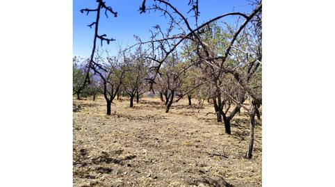 Photo 4 of Land for sale in Paterna del Río, Almería