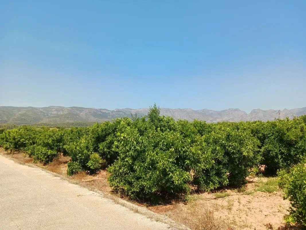 Terreny rústic en venda a Palma de Gandia, imagen 10