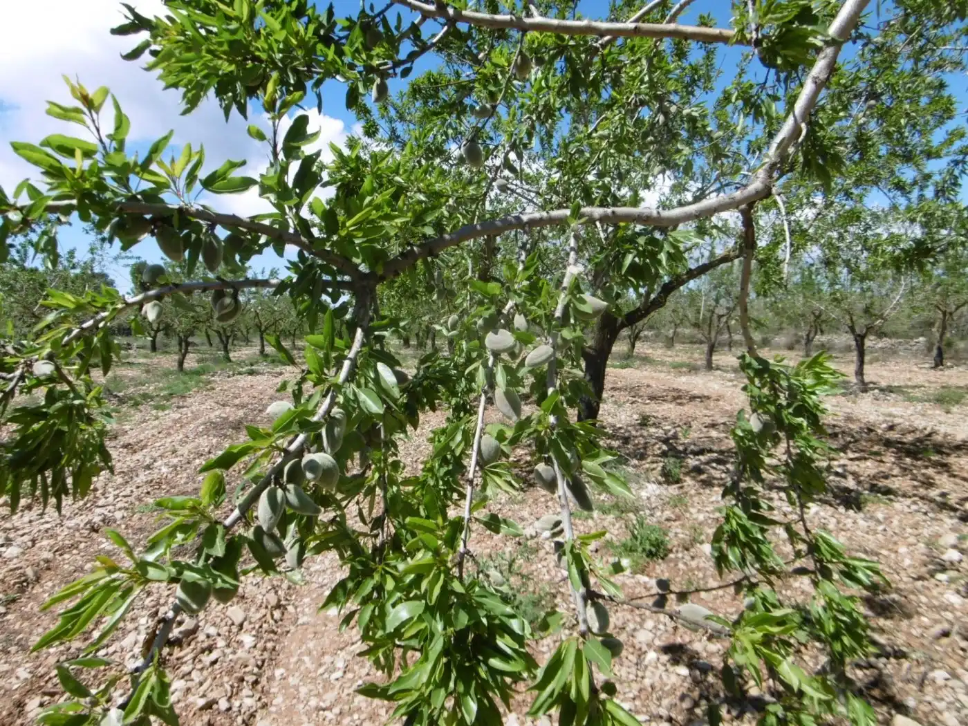 Terreno en venta en PARCELA, Benlloc
