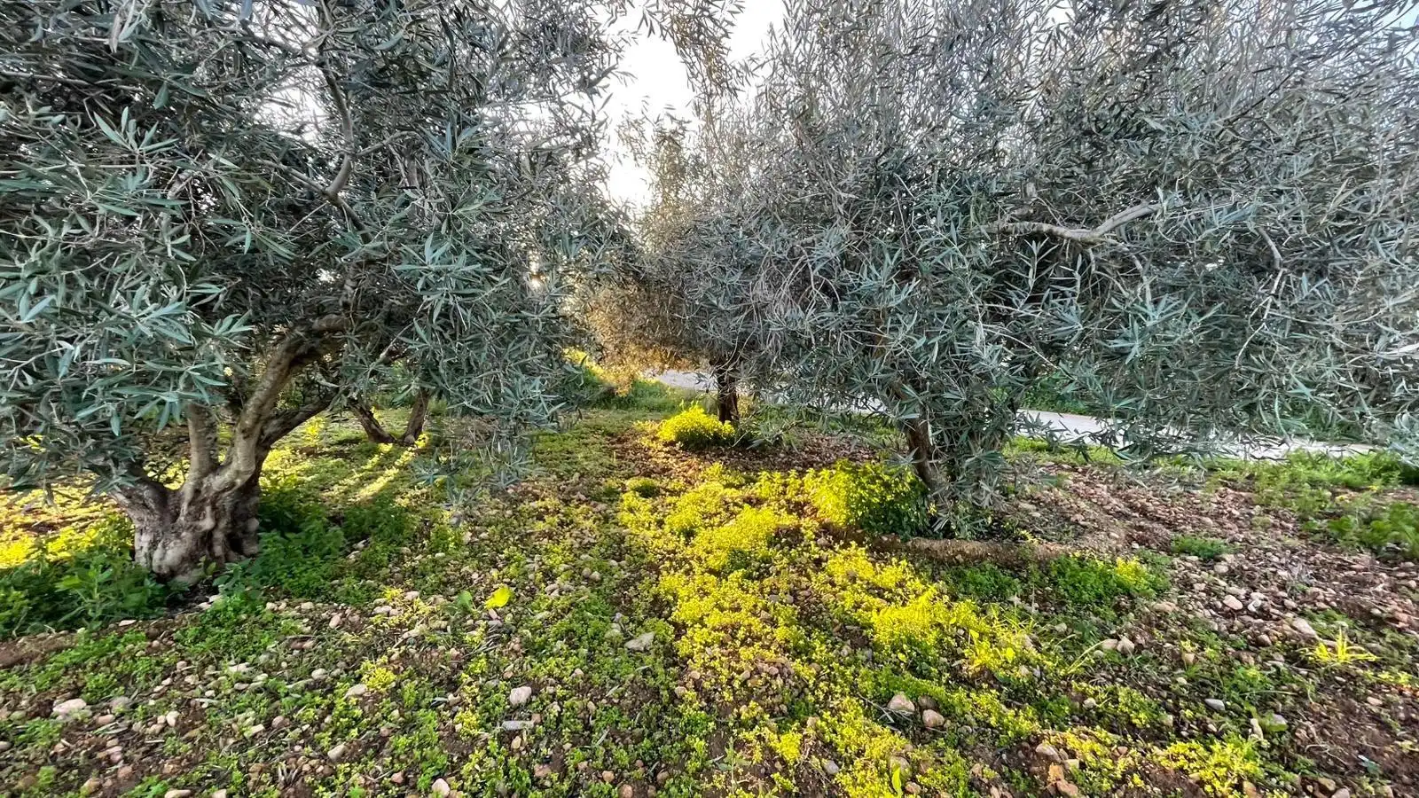 Casa rústica en venta en La Pinilla - Las Palas, imagen 32