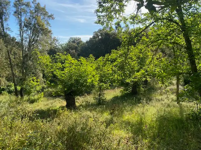 Terreni e lotti in vendita a Fuenteheridos, imagen 6