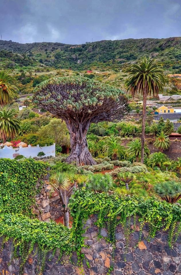 Garden of Country house to rent in Icod de los Vinos