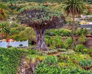Garden of Country house to rent in Icod de los Vinos