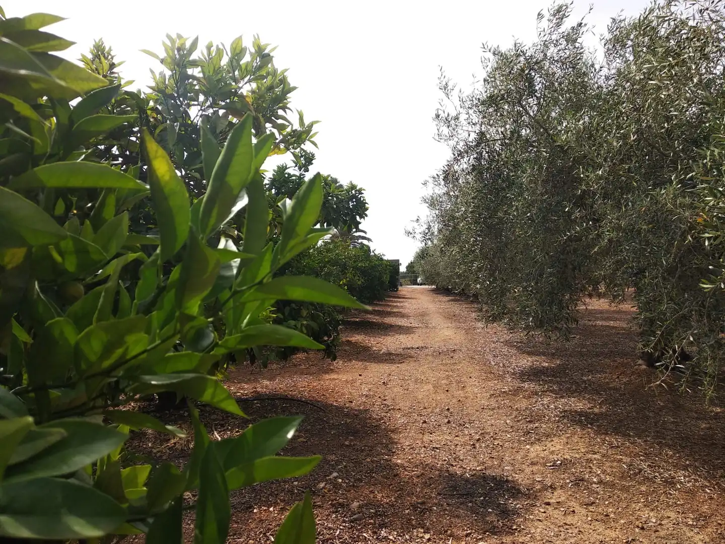 Rural land for sale in Pueblo, imagen 8