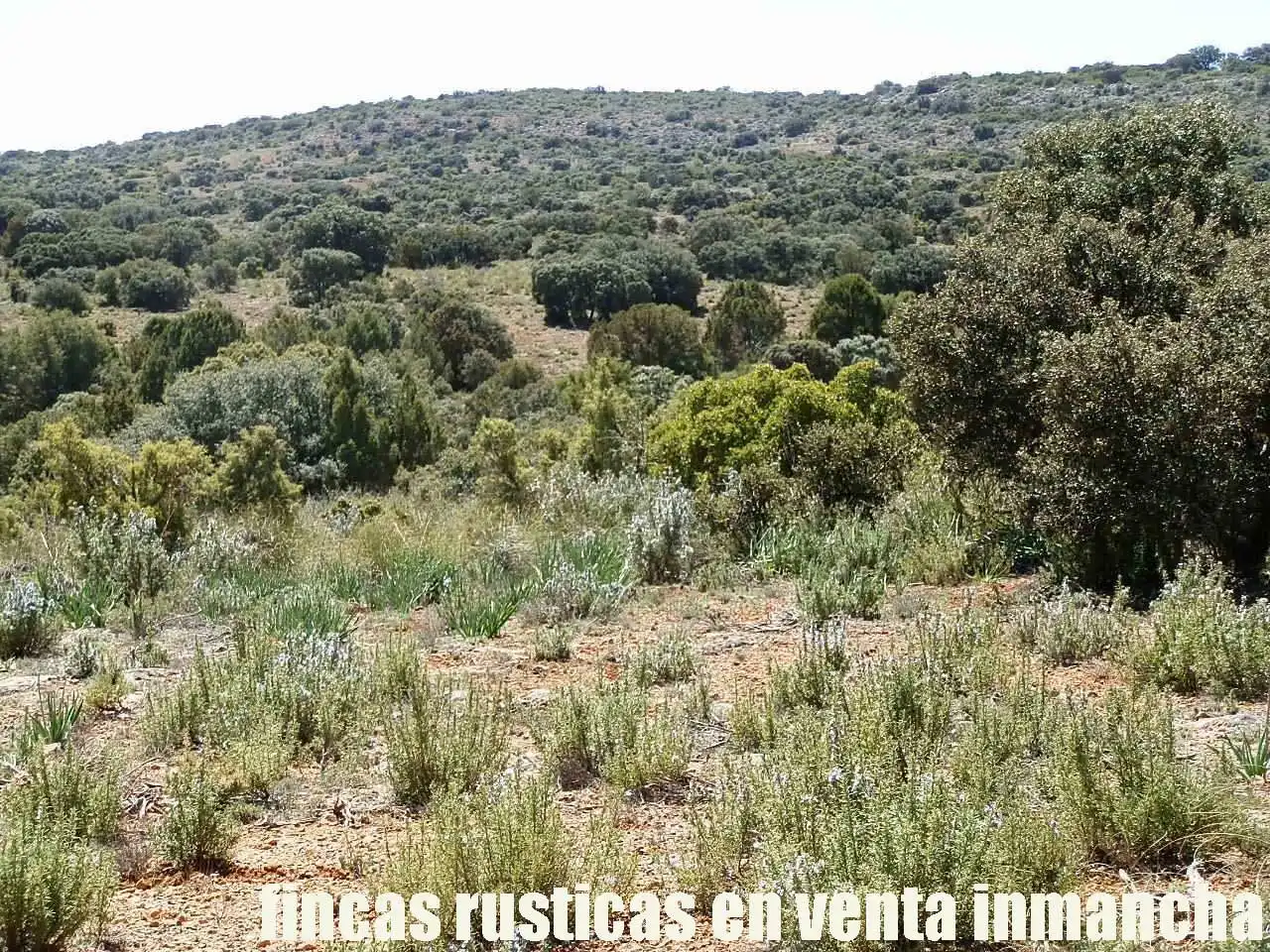 Lands and plots for sale in Ossa de Montiel, imagen 24