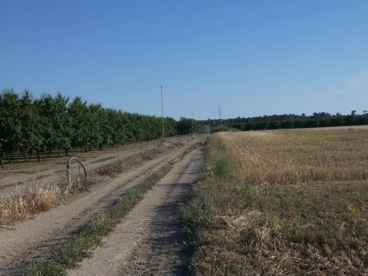 Terreno rustico in vendita a Vilafranca de Bonany, imagen 3