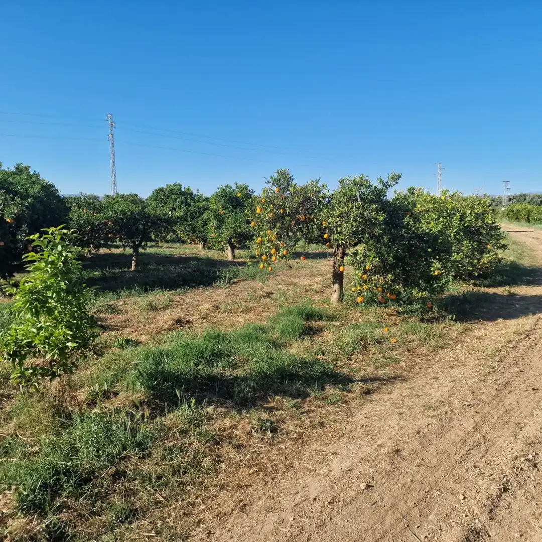 Finca rústica en venta en Alhaurín de la Torre
