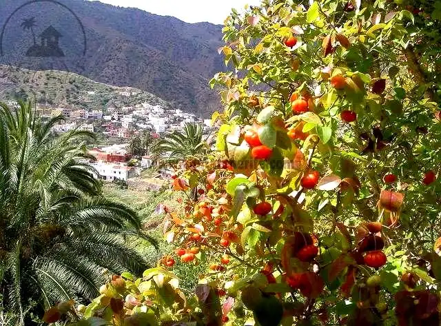 Vista exterior de Finca rústica en venta en Vallehermoso con Aire acondicionado, Calefacción y Jardín privado