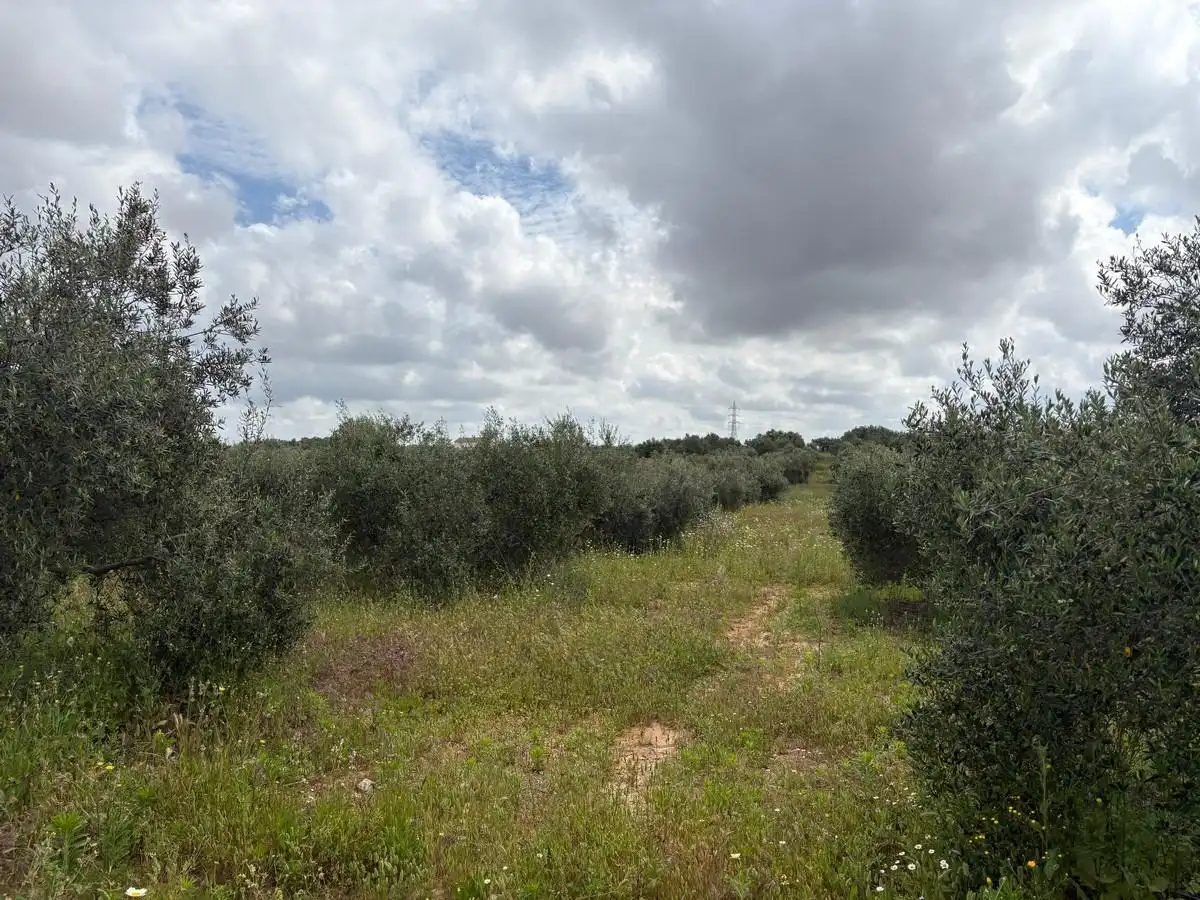Finca rústica en venta en Bollullos Par del Condado
