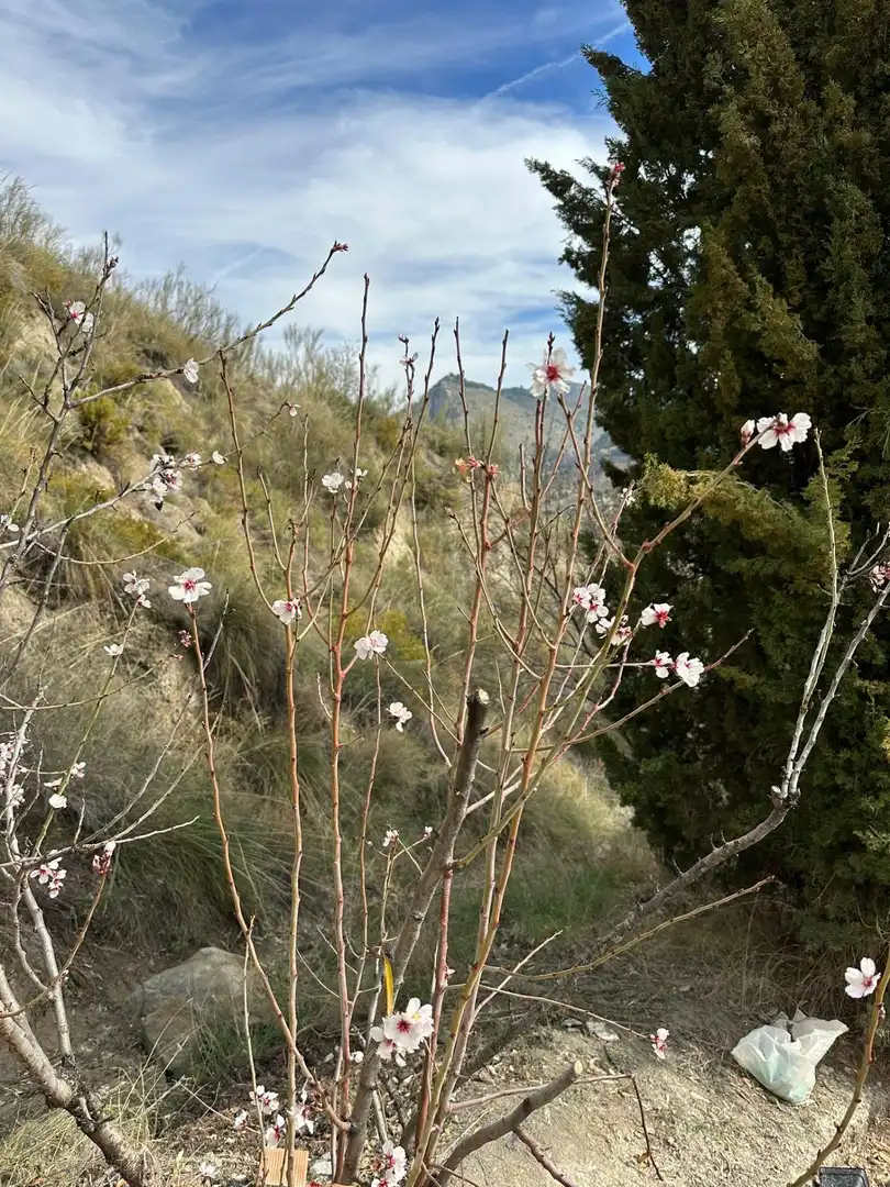 Jardí de Casa o xalet de lloguer en Quéntar
