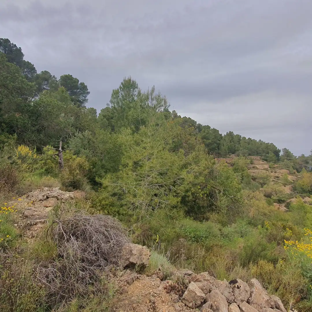 Terrain rustique à vendre à Benifallet, imagen 17
