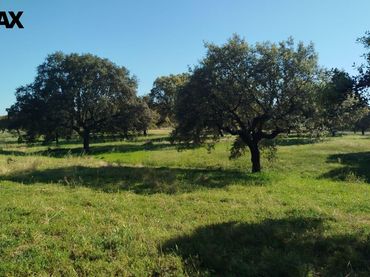 Terrain rustique à vendre à La Codosera