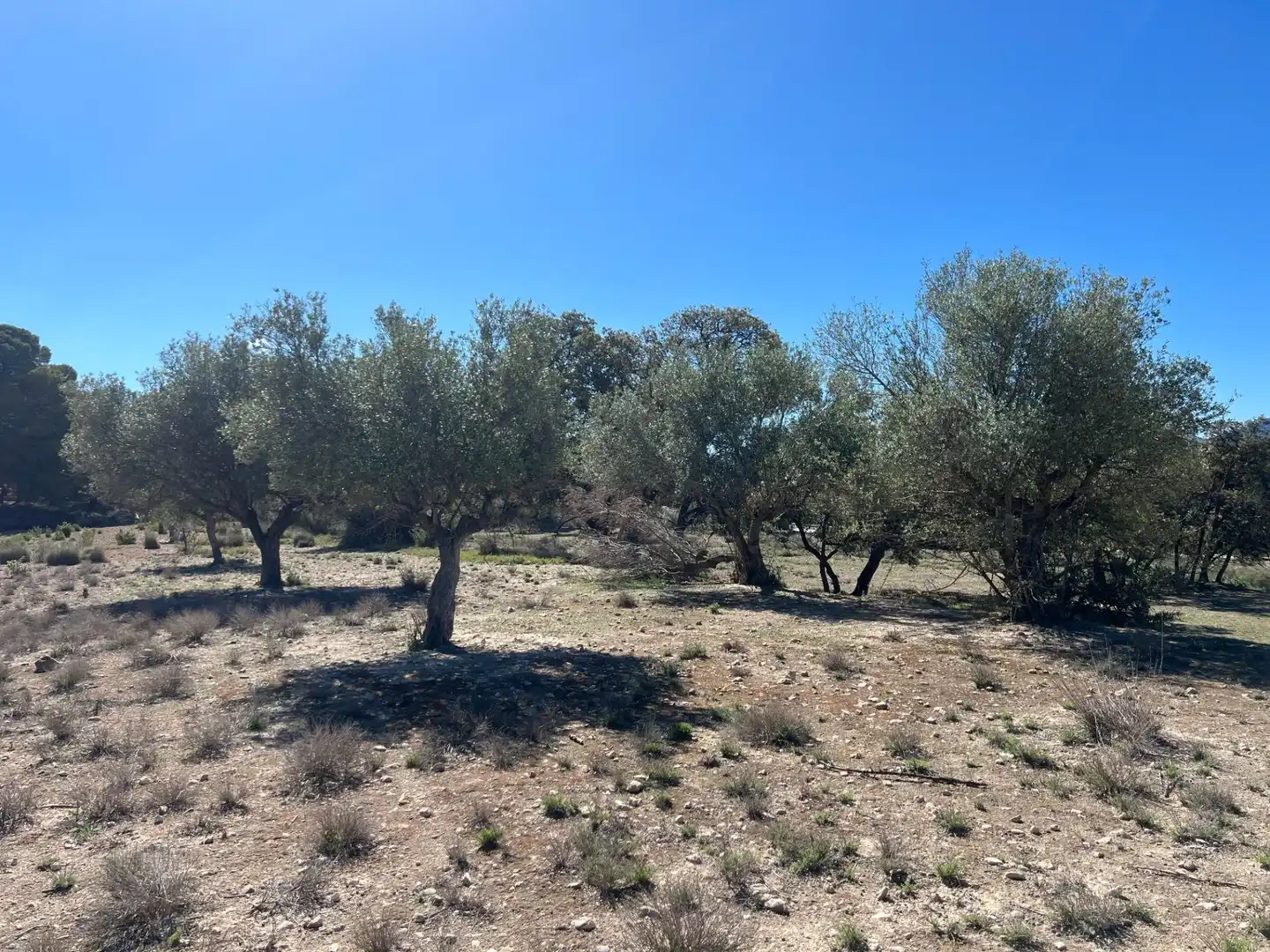 Country homes for sale in Castalla