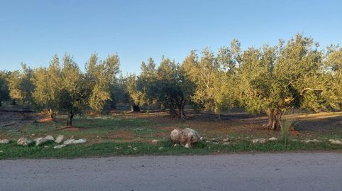 TERRENO DE OLIVOS  EN  PRODUCCION, A UN PASO DE LA LOCALIDAD., immagine 4