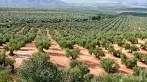 Exclusiva Finca Olivarera de Alto Rendimiento con Almazara, immagine 2