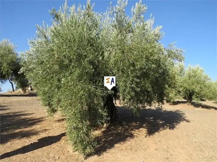 Terreni e lotti in vendita a Alcaudete, imagen 2