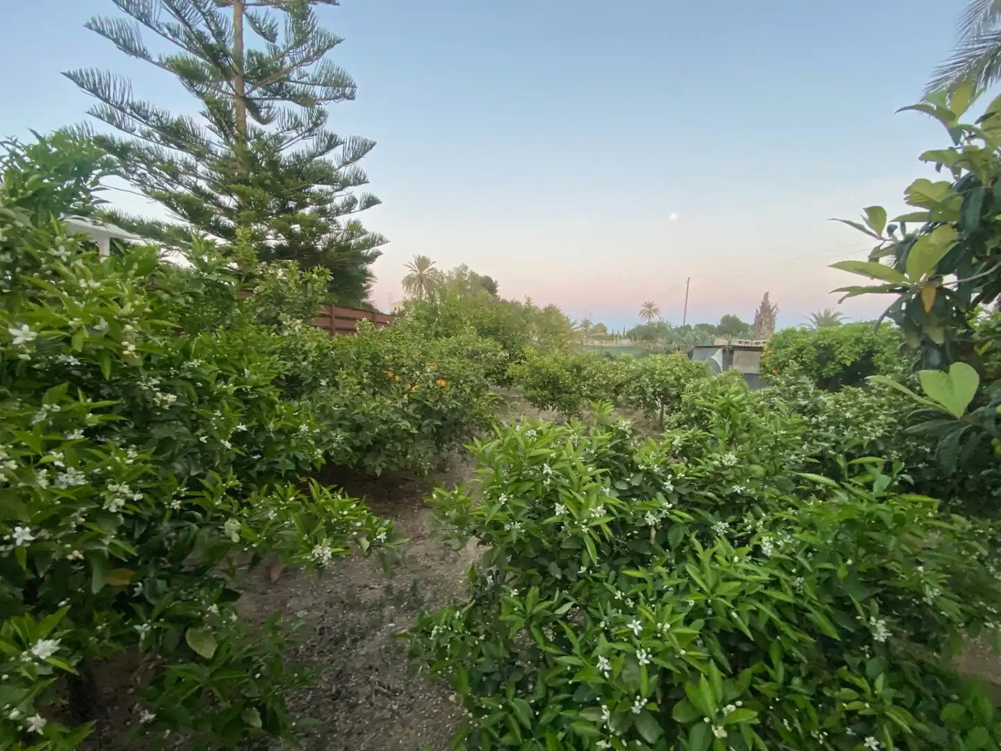 Finca rústica en venda en Elche / Elx amb Jardí privat, Terrassa i Piscina