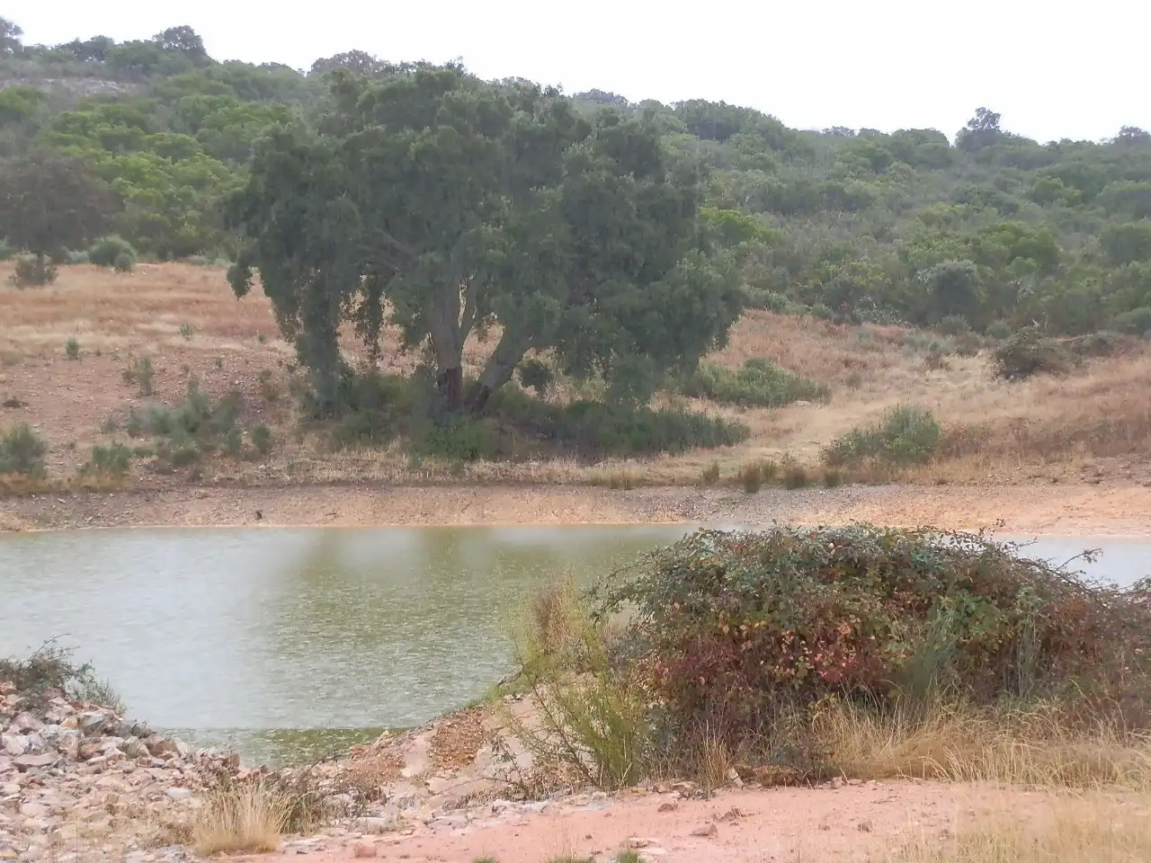 Land for sale in Abenójar