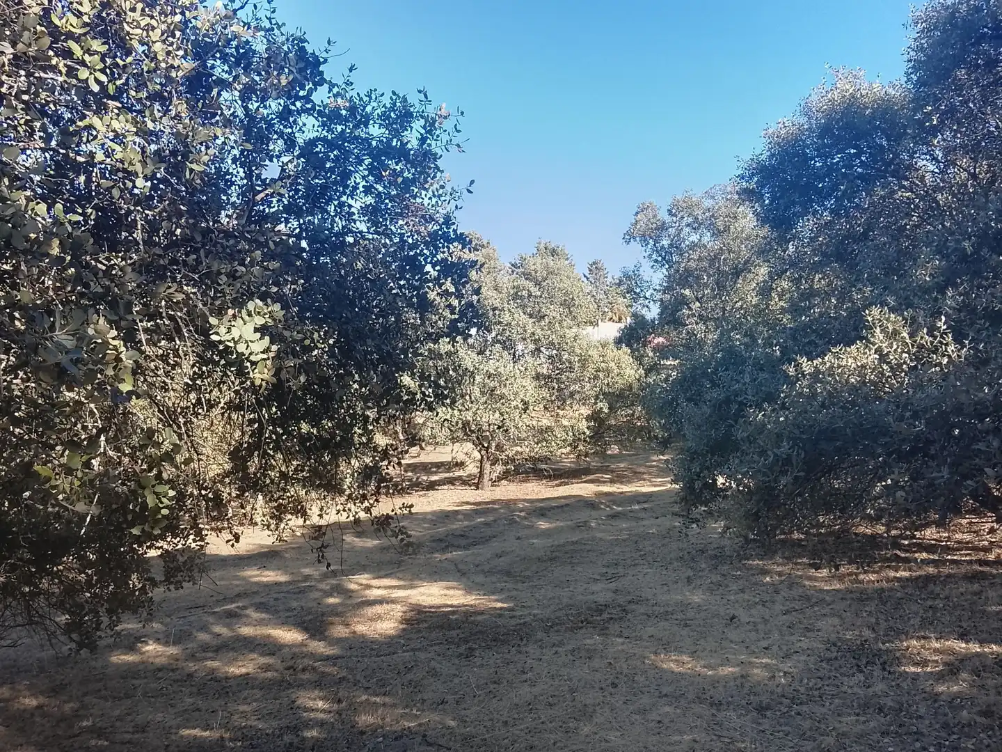 Terreni e lotti in vendita a Sevilla la Nueva, imagen 4