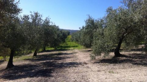 73 FANEGAS DE 1 PIE, immagine 5