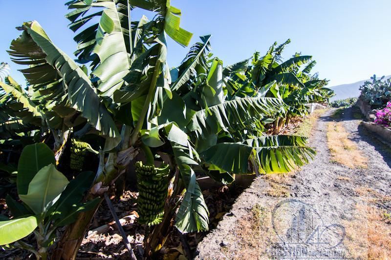 Exterior view of Country house for sale in Puerto de la Cruz