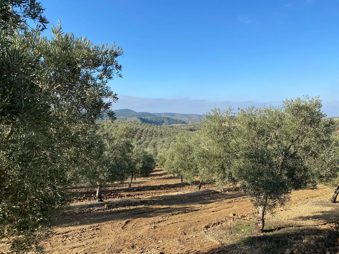 Land for sale in Gilena