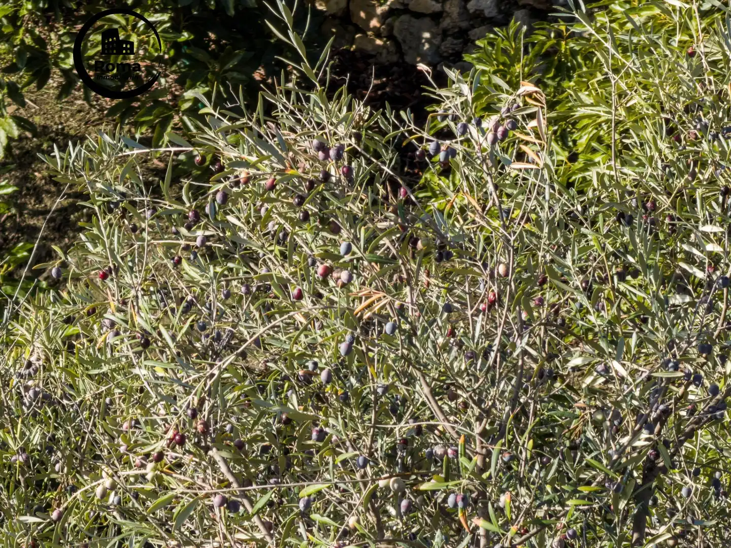 Jardí de Finca rústica en venda en Los Guájares amb Terrassa i Traster