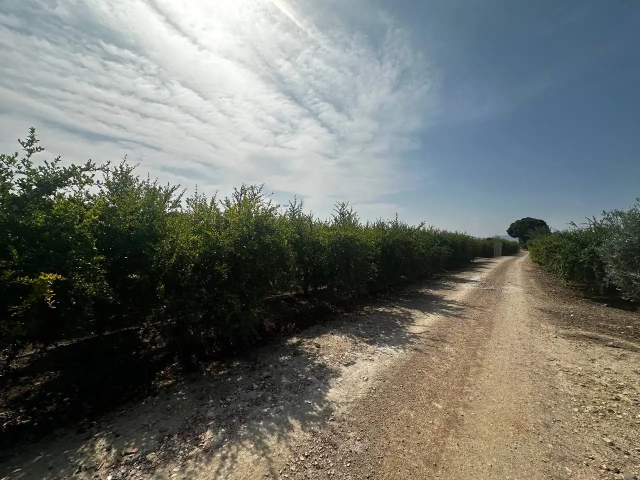 Terrain rustique à vendre à Partida Fogaria 19, imagen 2