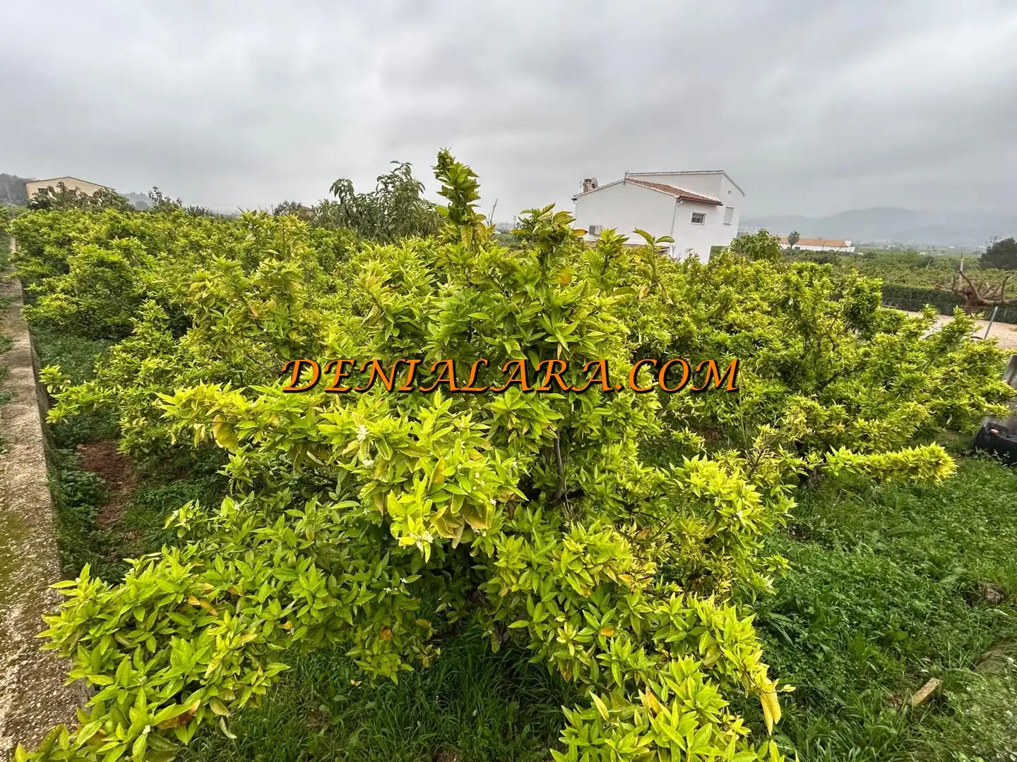 Rural land for sale in Pego, imagen 2