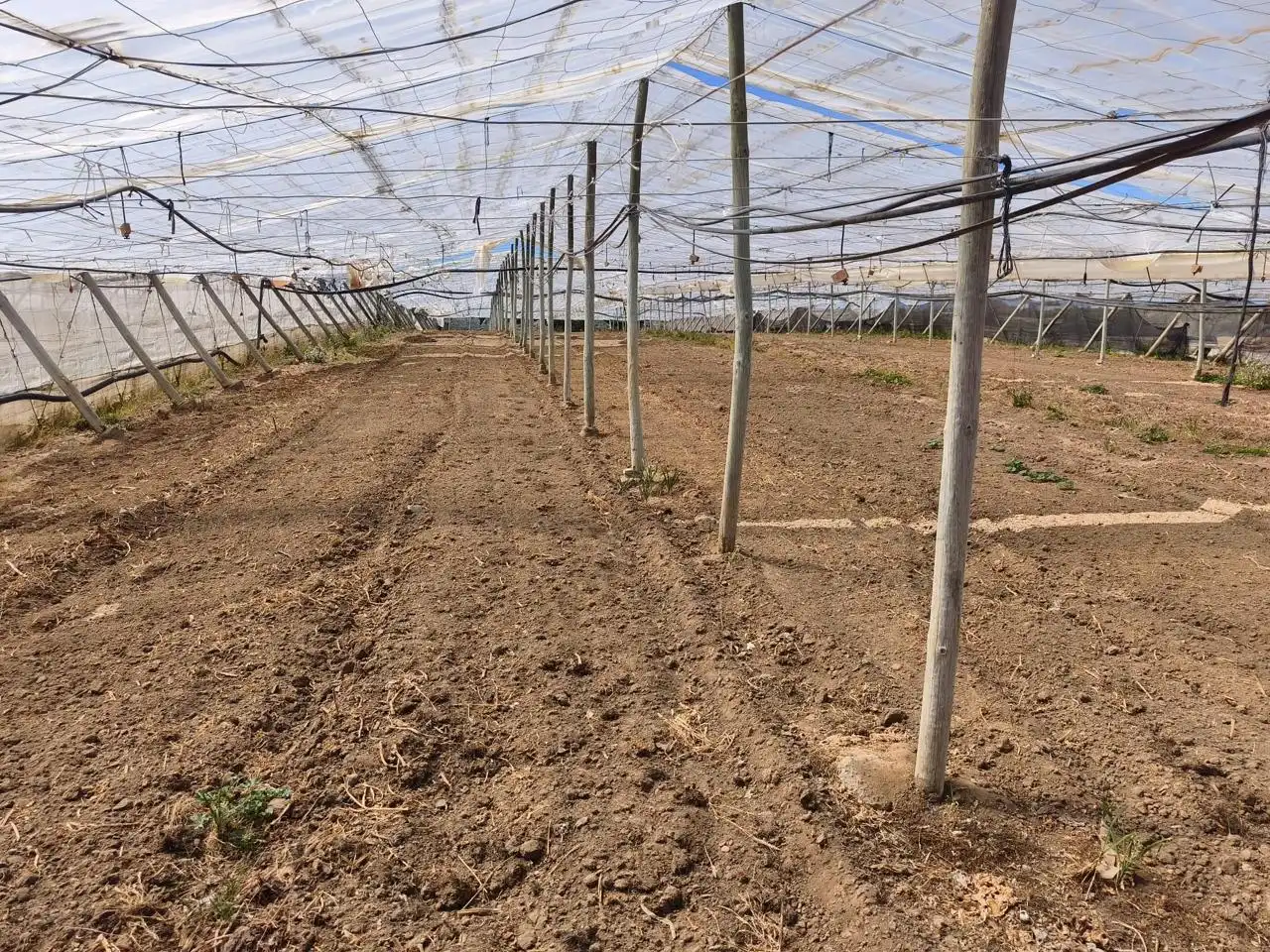Terreno rustico in vendita a Hijuela de María, imagen 5