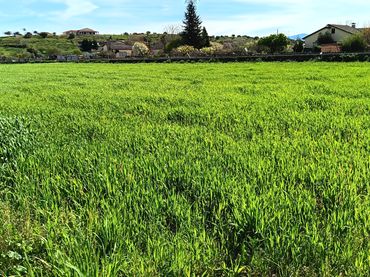 Terreno rústico en venta en Ciudad Rodrigo