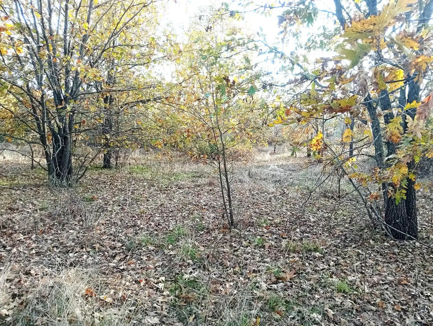 Terreni e lotti in vendita a Viandar de la Vera, imagen 6