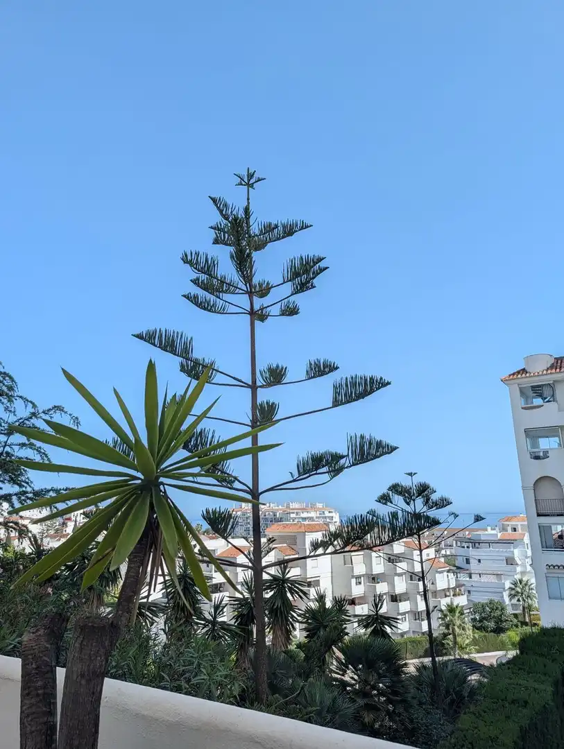 Apartament amb terrassa en venda a Reina Sofía, imagen 30