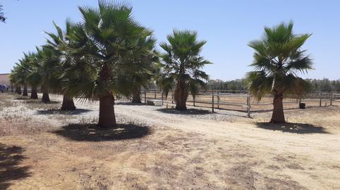 Foto 5 de Terreno en venta en Loreto, Espartinas