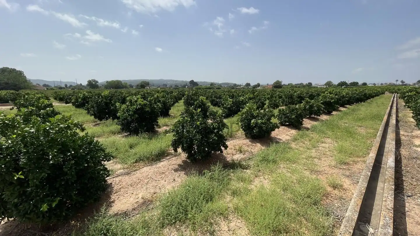 Finca rústica en venda en Alzira