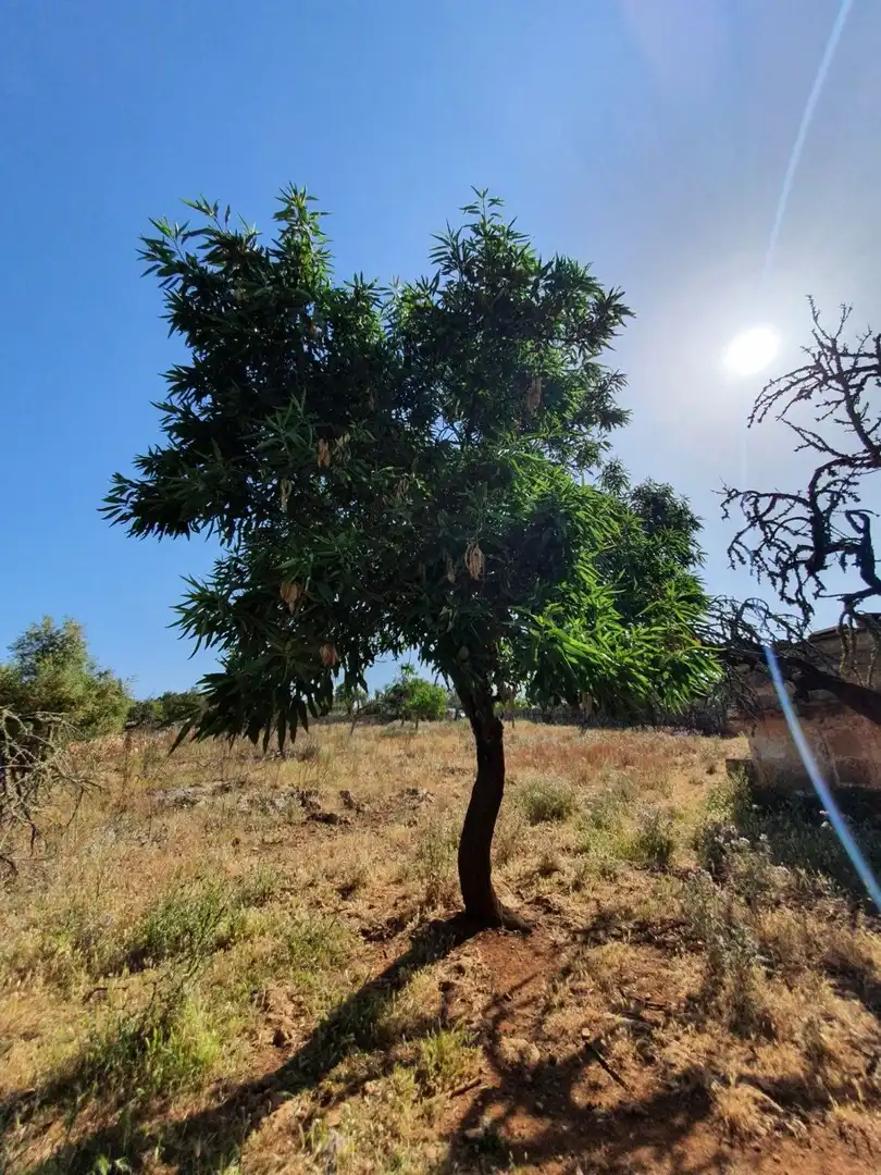 Finca rústica en venda en Santa Margalida