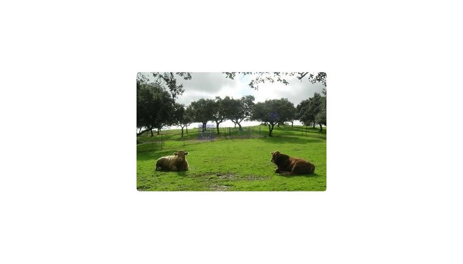 Foto 1 de Finca rústica en venta en Ceres Golf, Cáceres