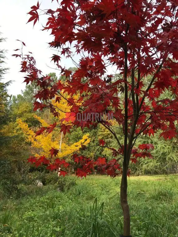 Jardí de Casa o xalet en venda en Ames amb Jardí privat